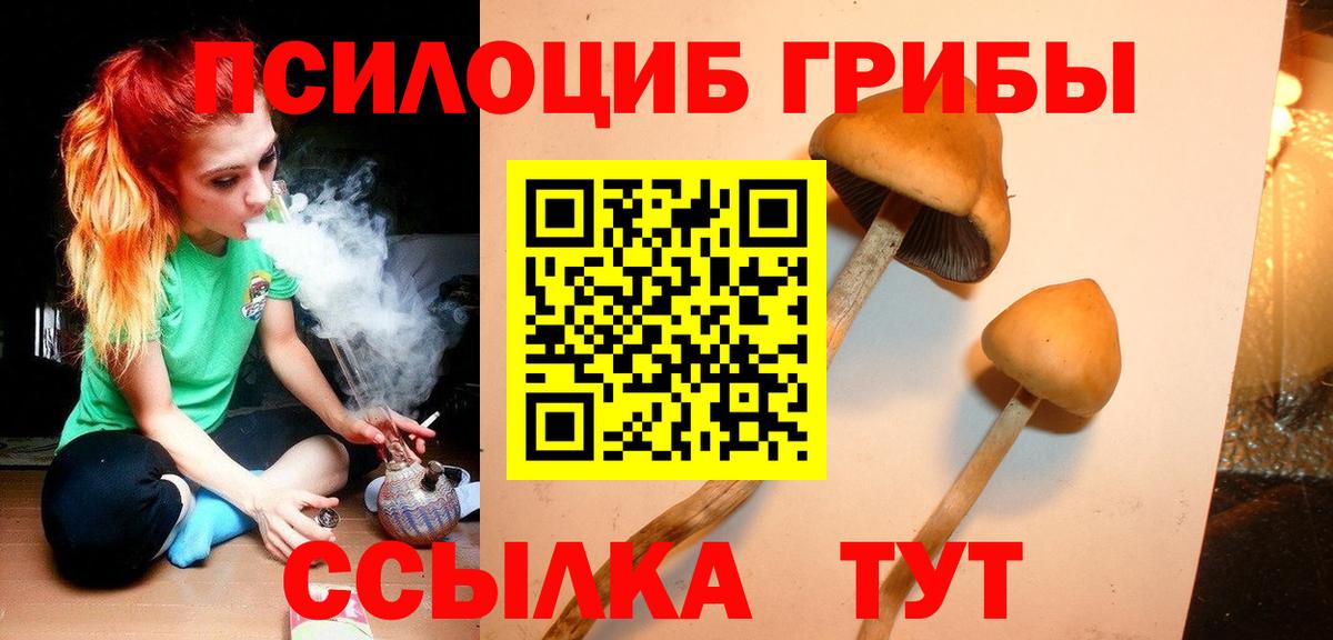 Псилоцибиновые грибы Psilocybine cubensis Бирск